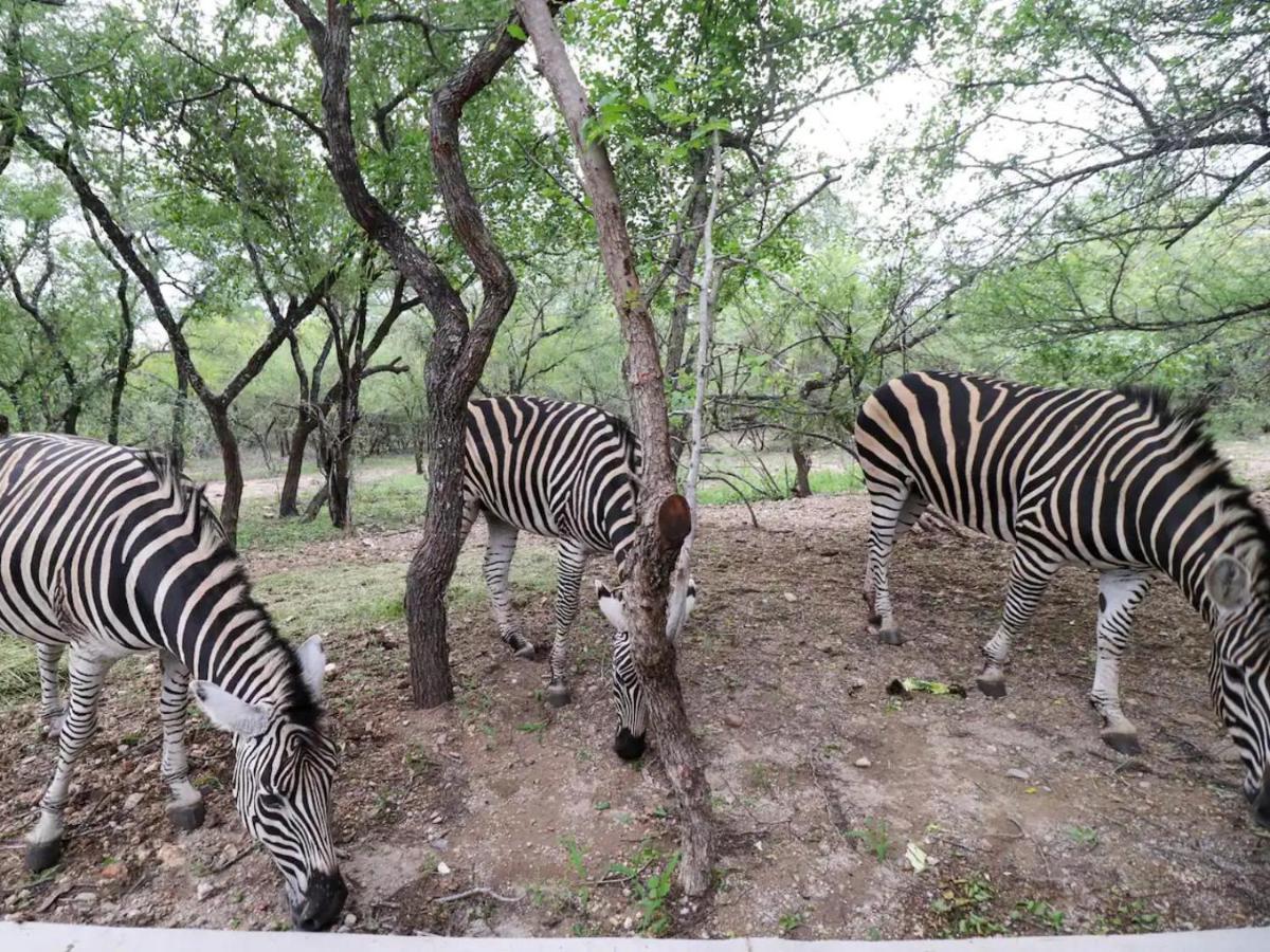 Chelesa By Kruger Nights Lägenhet Marloth Park Exteriör bild
